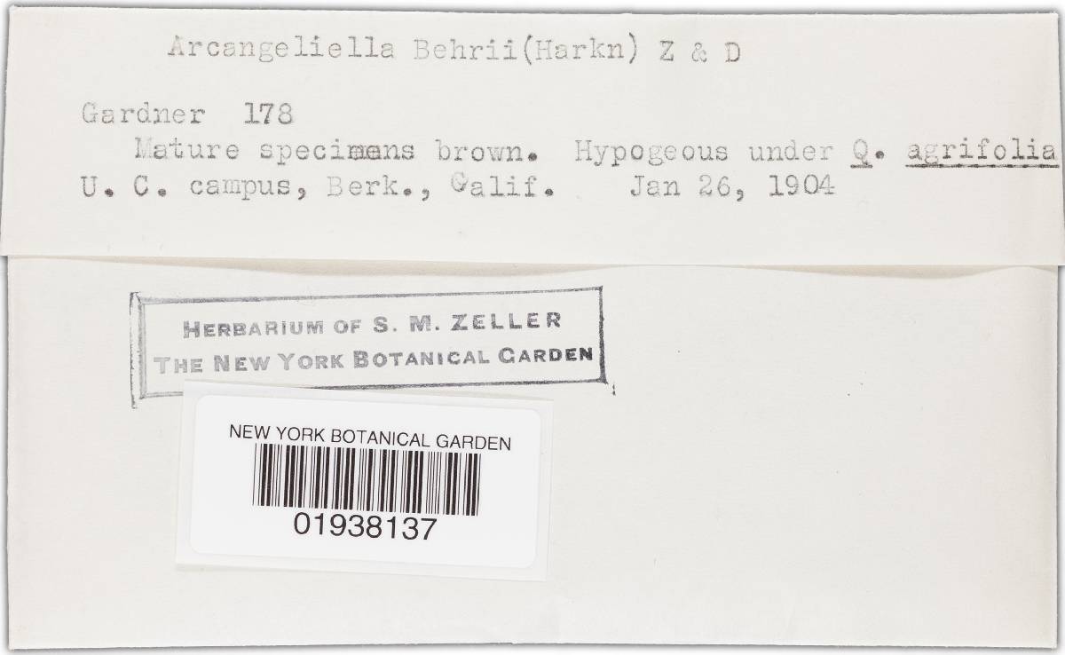Zelleromyces australiensis image