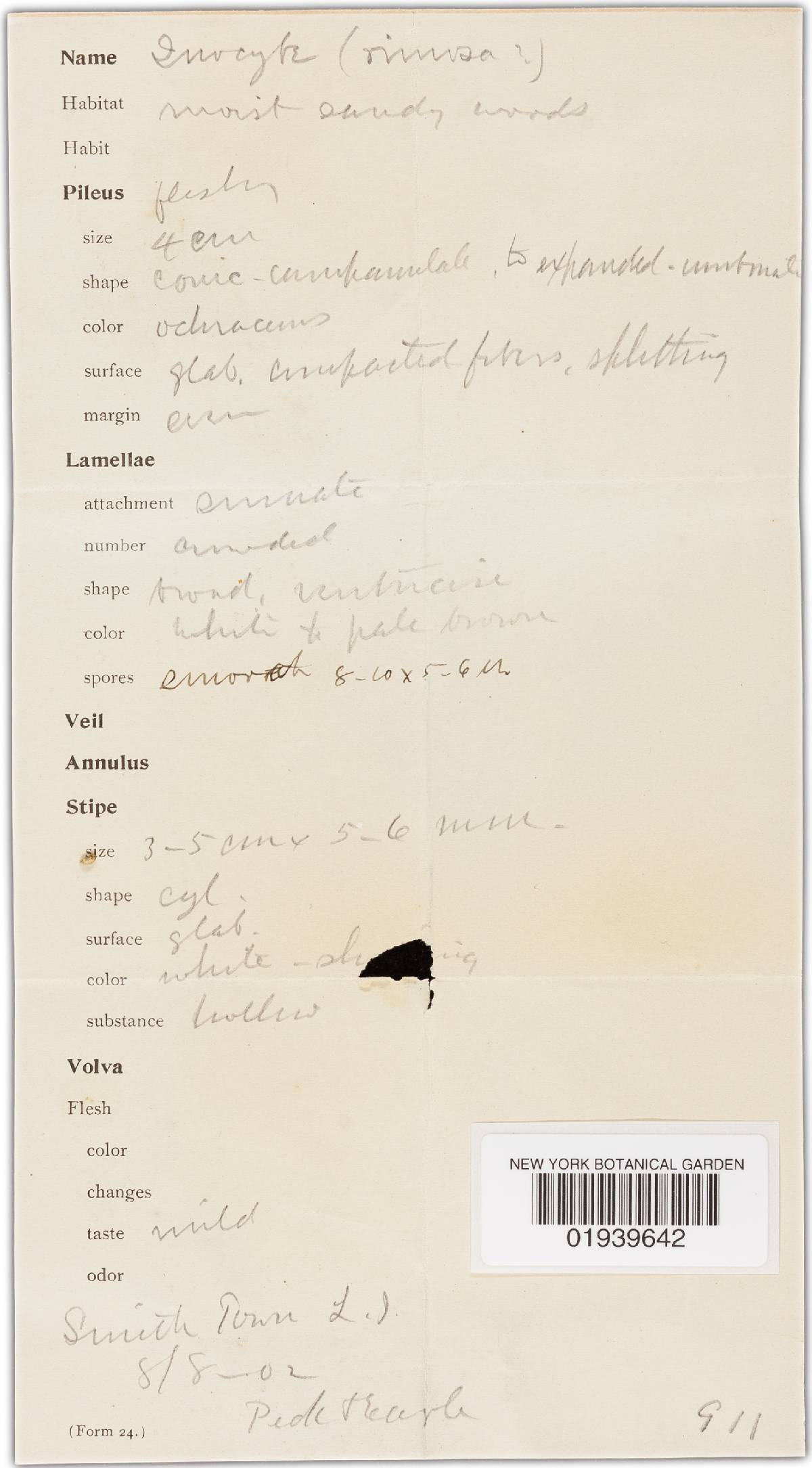 Inocybe rimosoides image