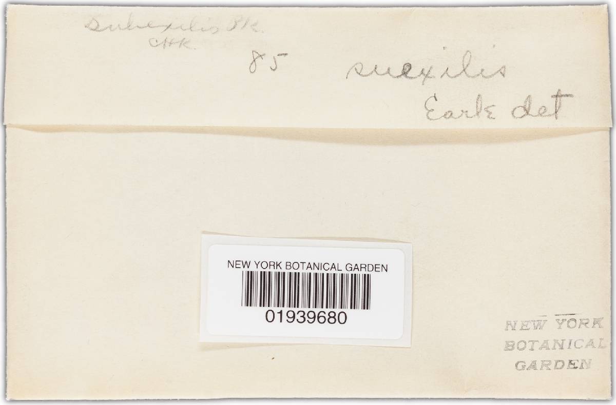 Inocybe subexilis image