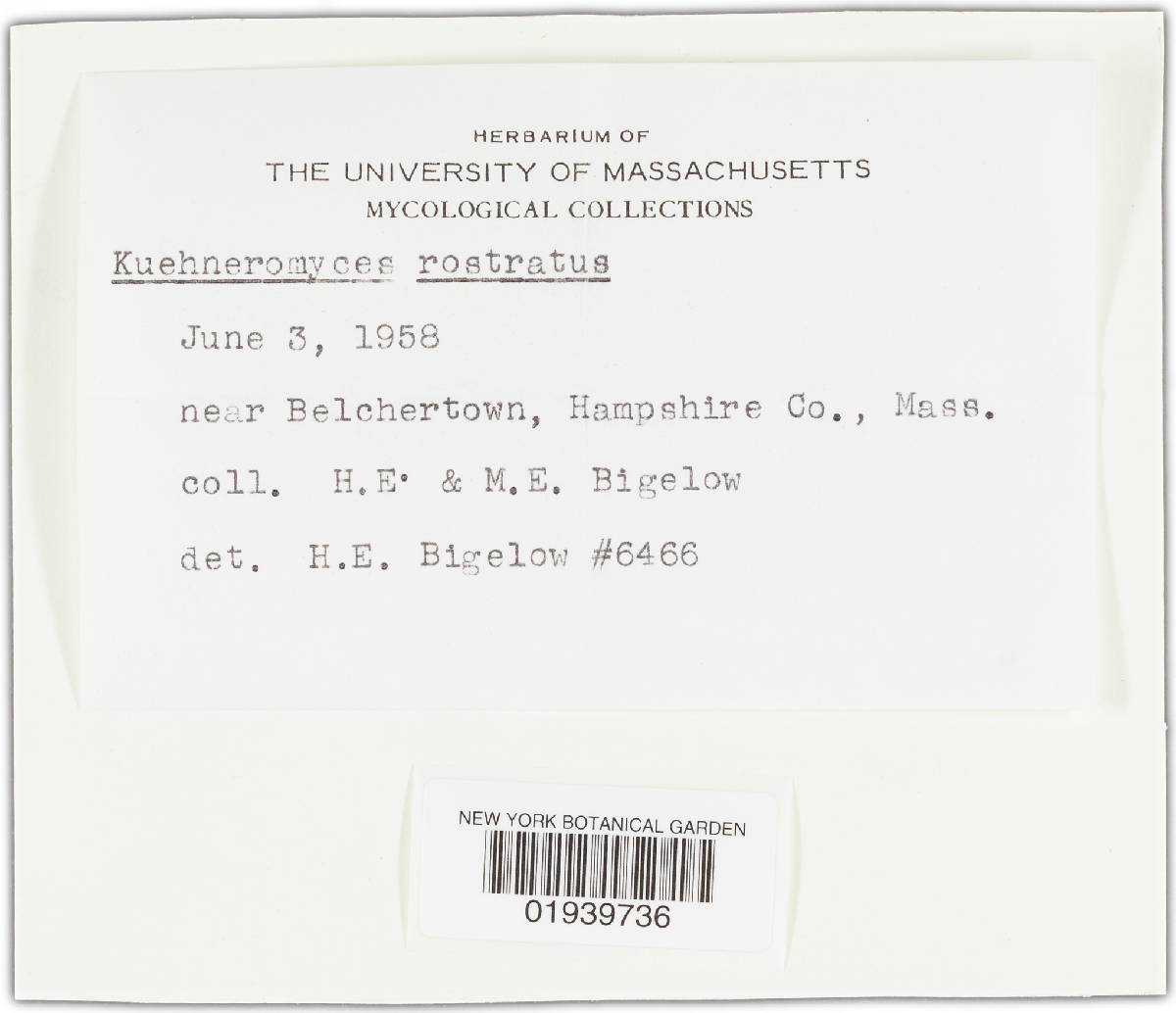 Kuehneromyces rostratus image
