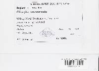 Clitocybe phyllophila image