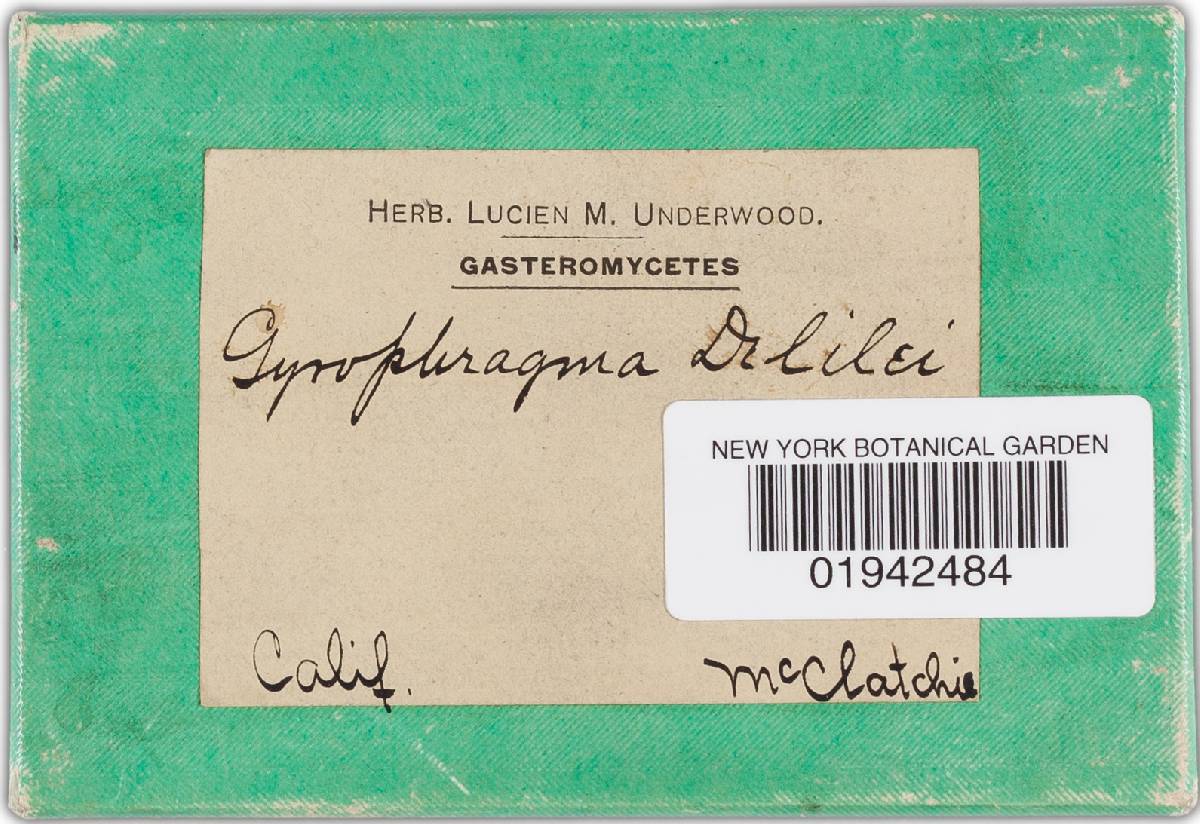 Gyrophragmium delilei image