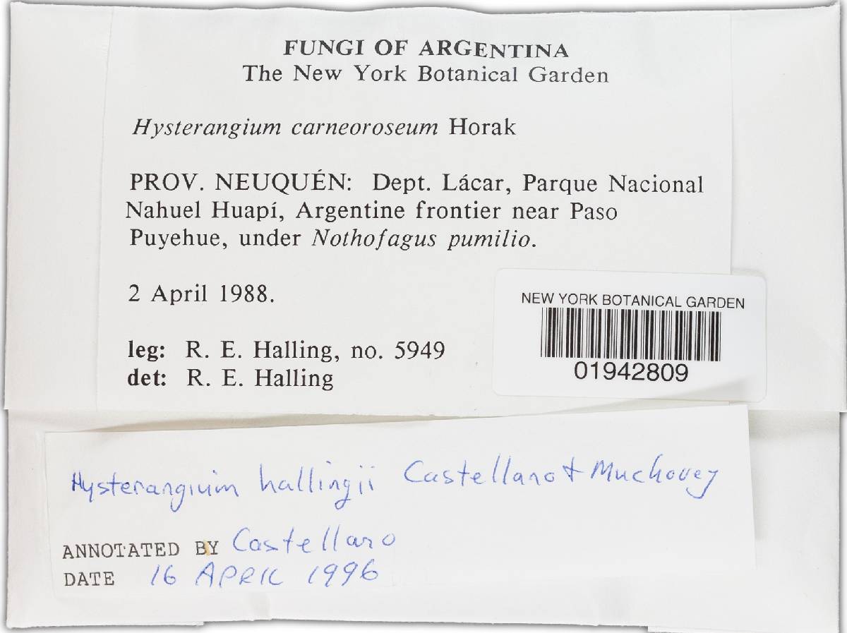 Hysterangium hallingii image