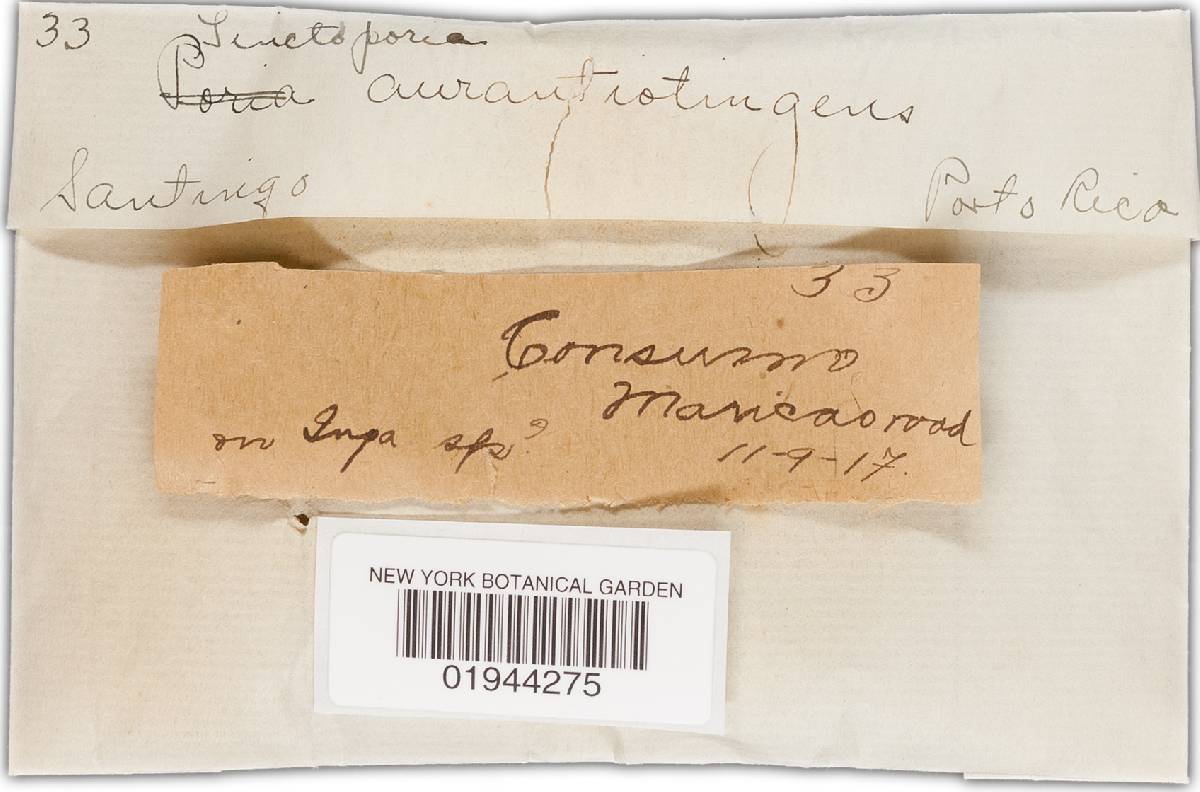 Tinctoporia albocincta image
