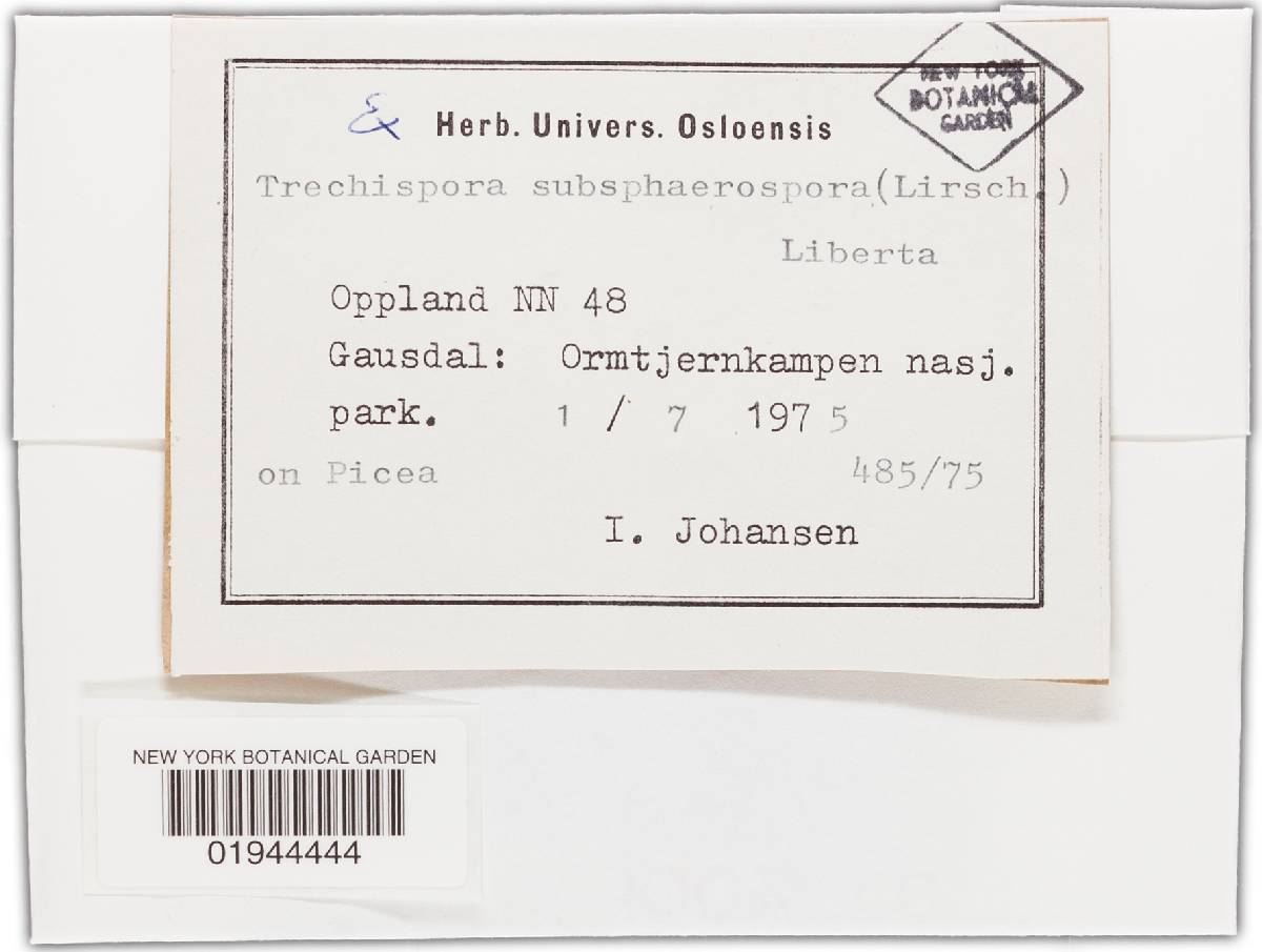 Trechispora subsphaerospora image
