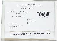 Panellus pusillus image