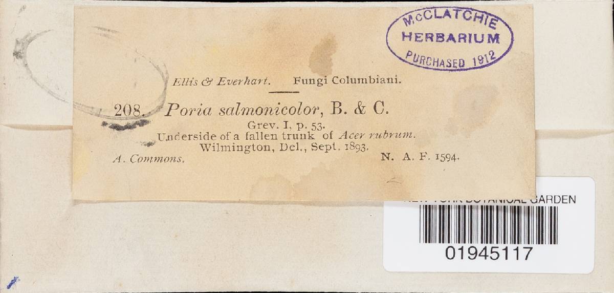 Hapalopilus salmonicolor image