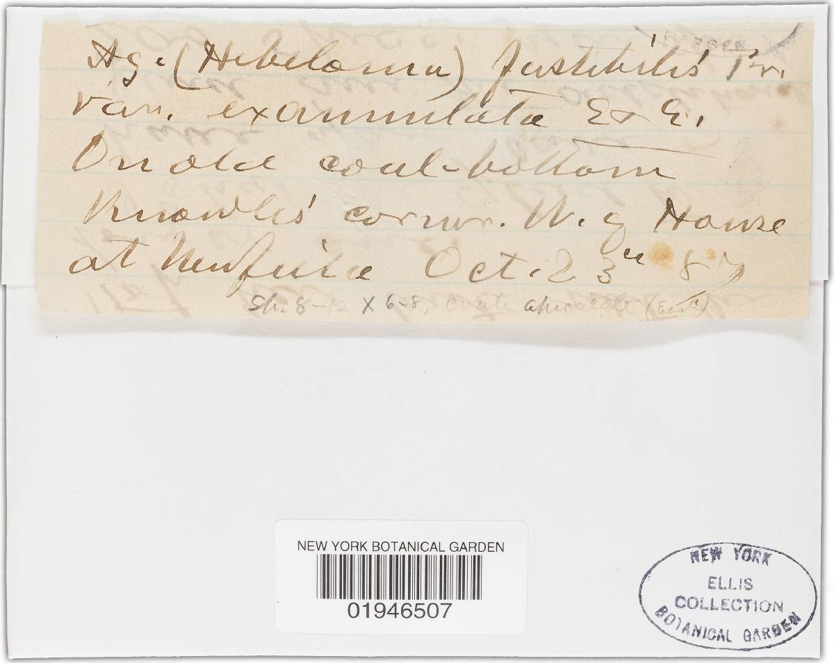 Hebeloma pascuense image