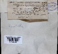 Fomitella supina image