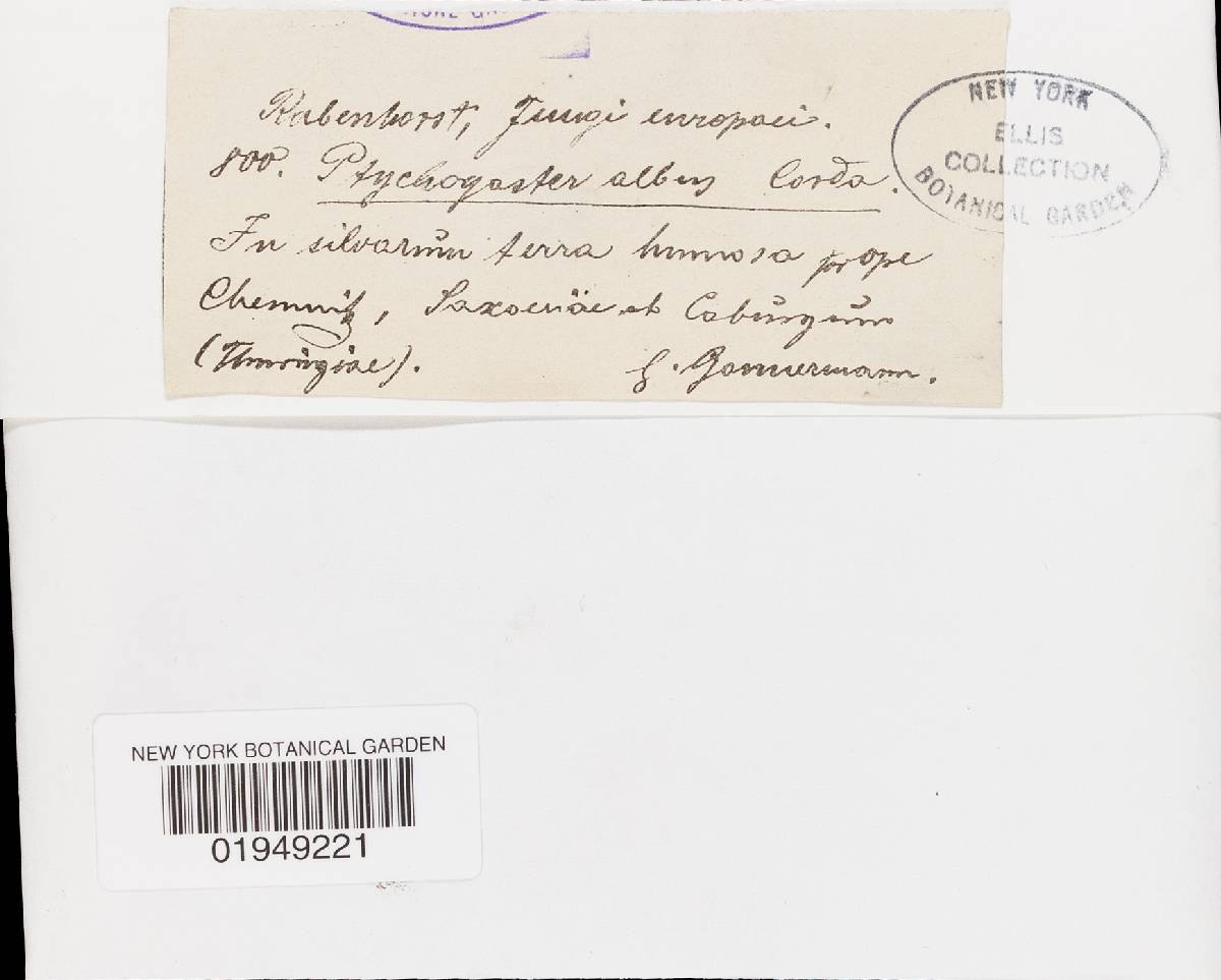 Serpula pulverulenta image