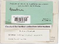 Geastrum triplex image