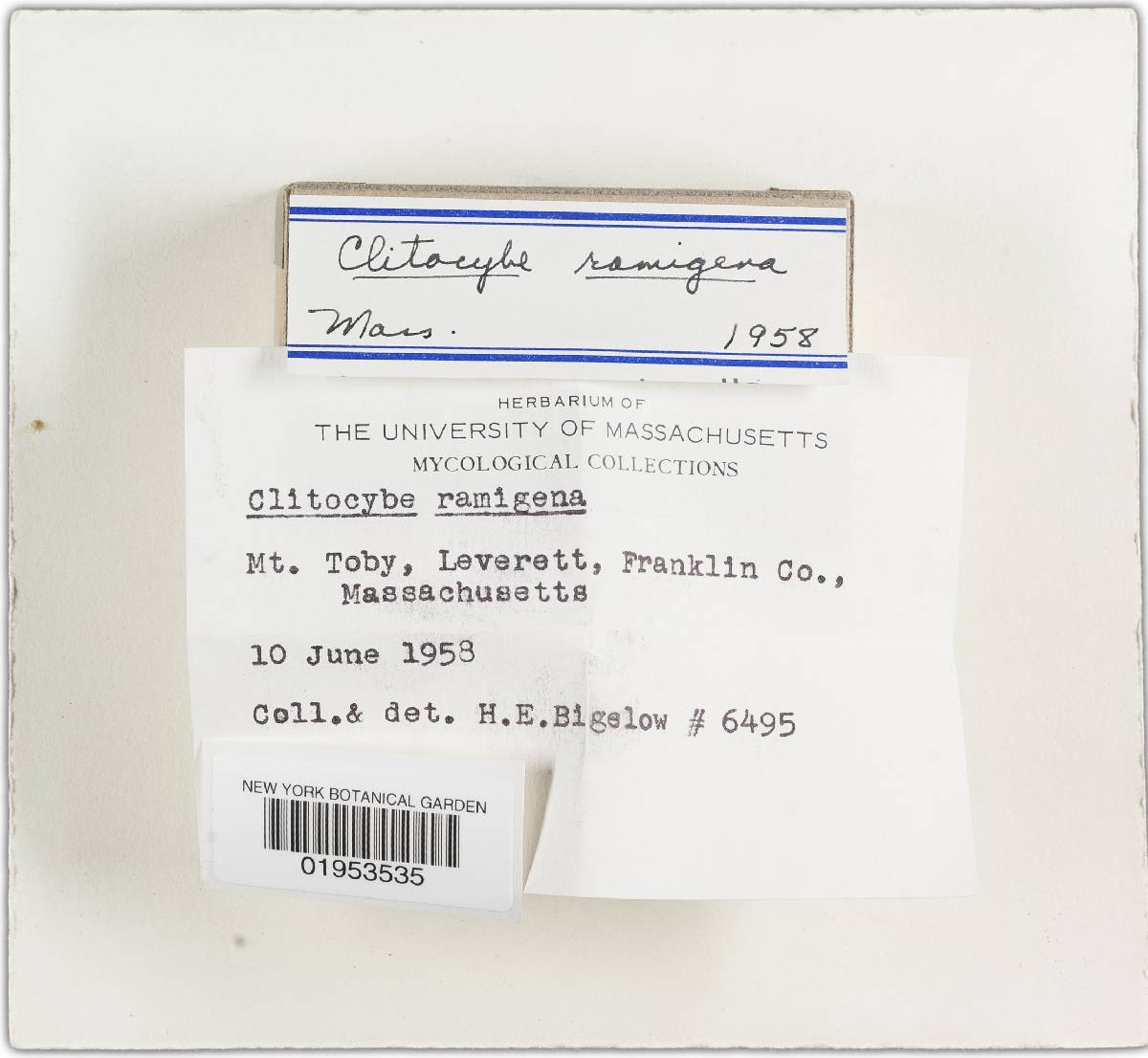 Clitocybe ramigena image