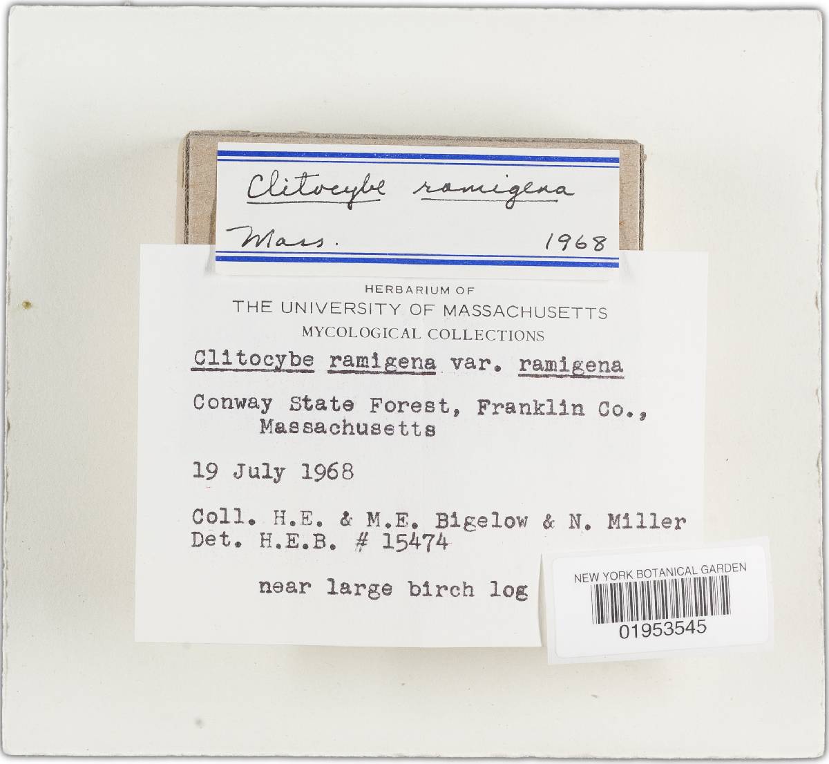 Clitocybe ramigena image