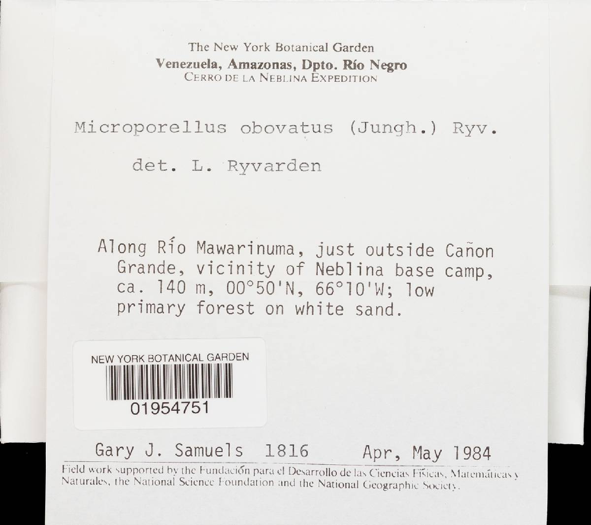 Flabellophora image