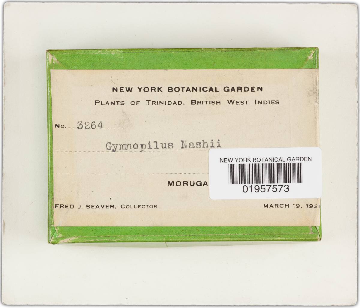 Gymnopilus nashii image