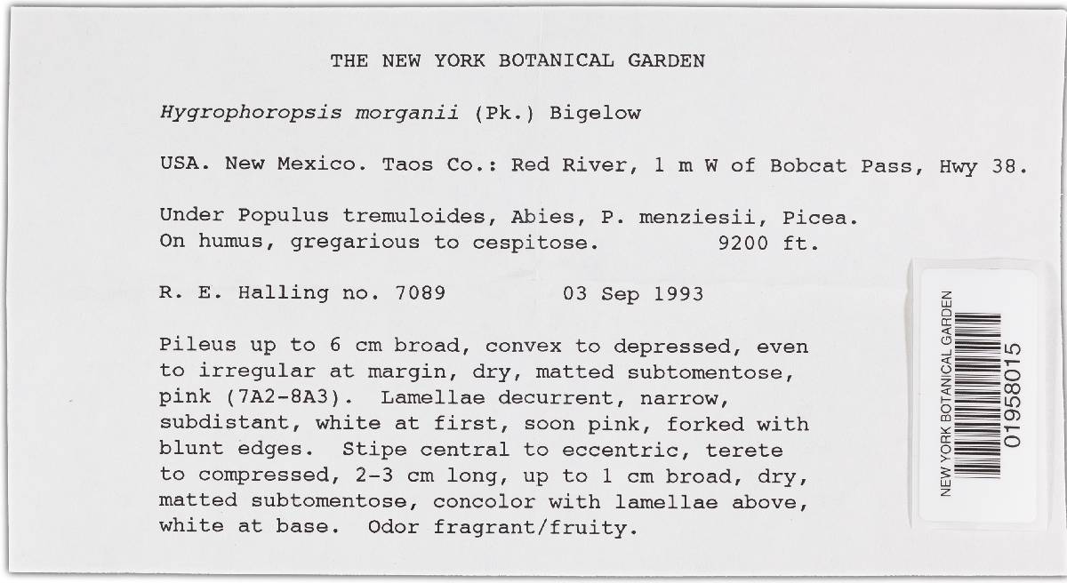 Hygrophoropsis morganii image