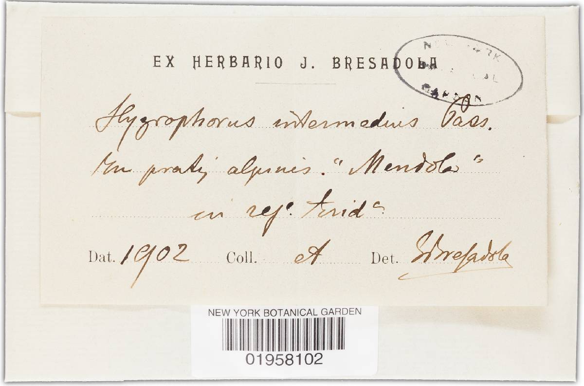 Hygrophorus intermedius image