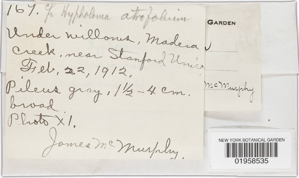 Hypholoma atrifolium image