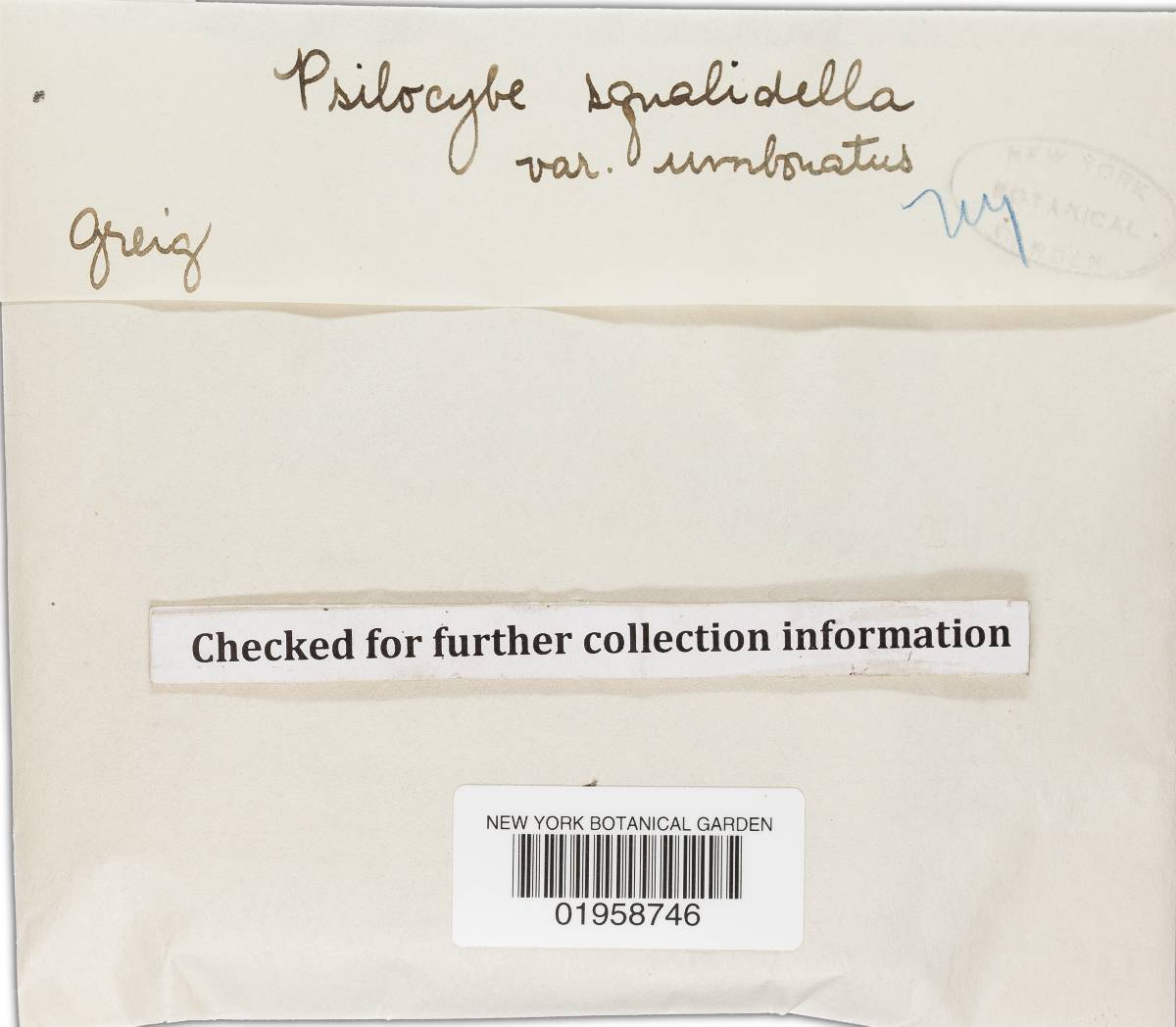 Hypholoma squalidellum image