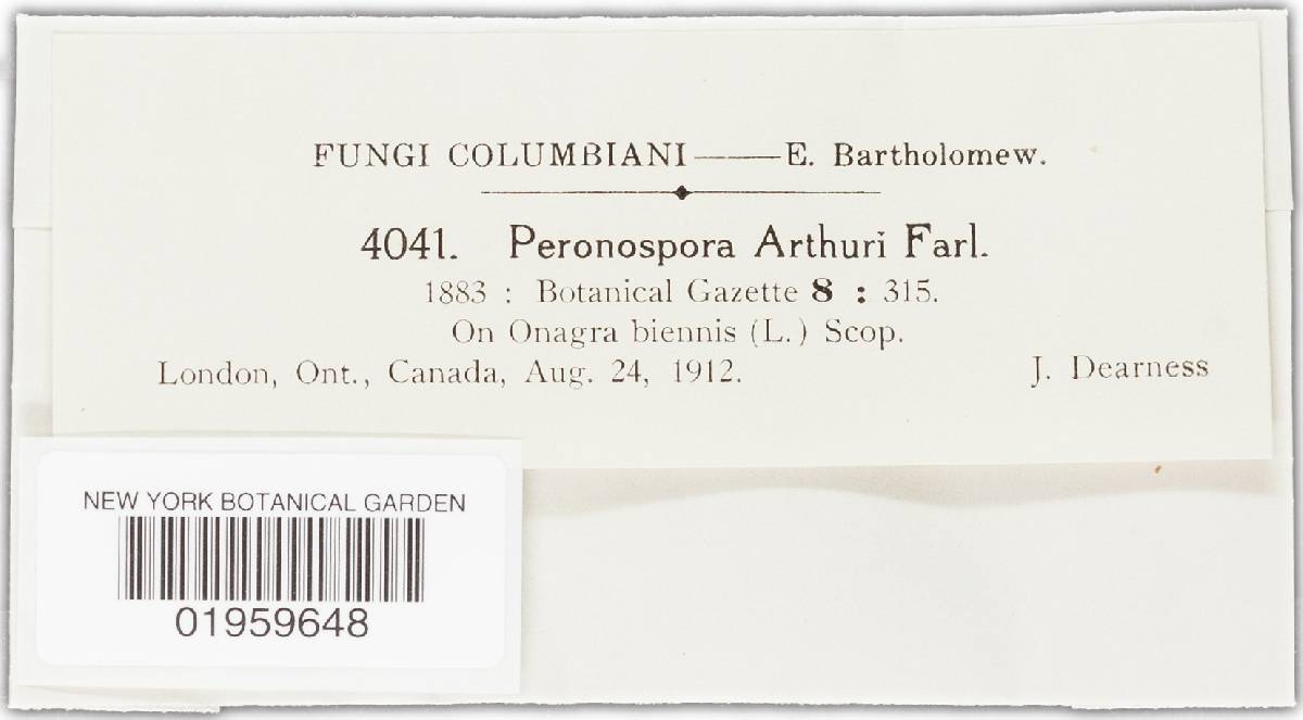 Peronosporaceae image