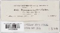 Peronospora calotheca image