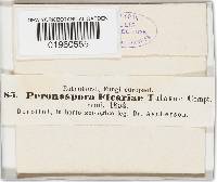 Peronospora ficariae image
