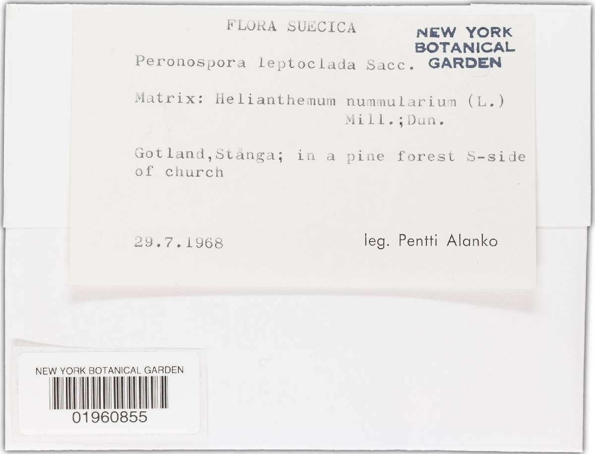 Peronospora leptoclada image