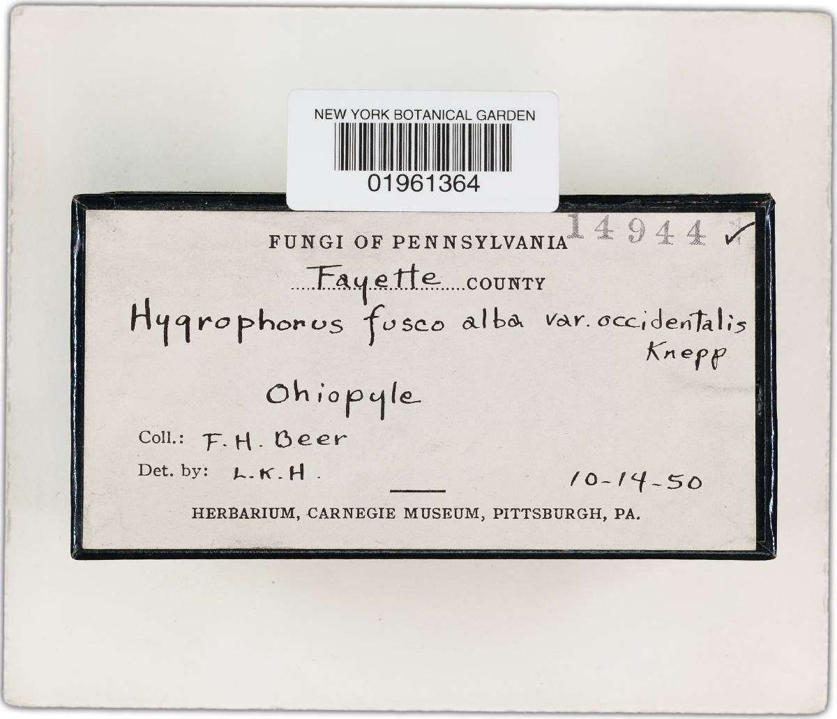 Hygrophorus fuscoalbus var. occidentalis image