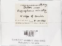 Hygrocybe miniata image