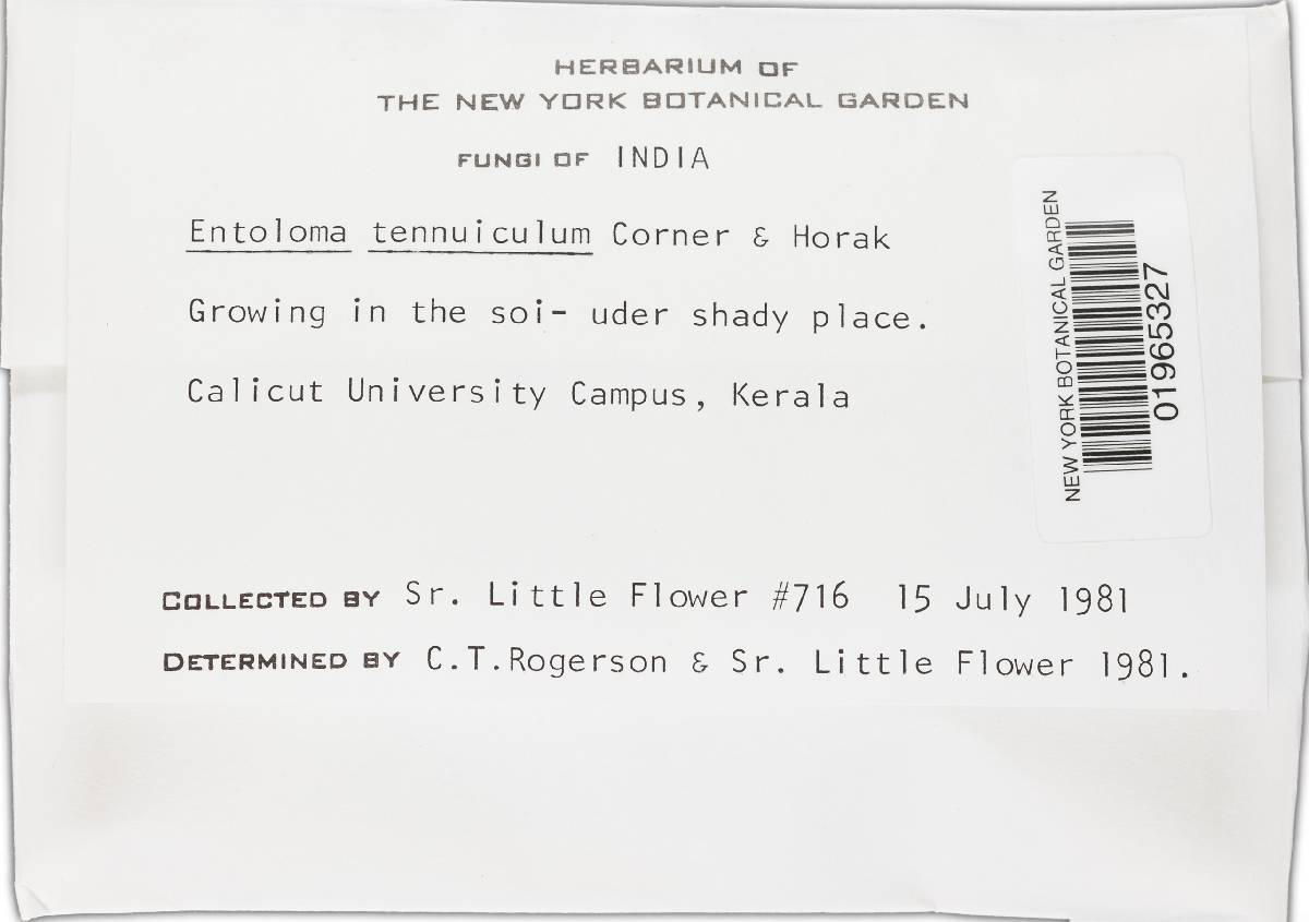 Entoloma tenuiculum image