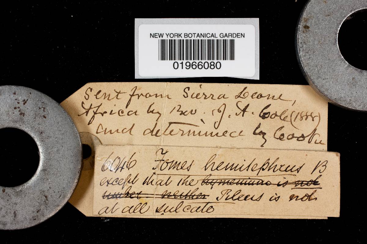 Fomitopsis hemitephra image