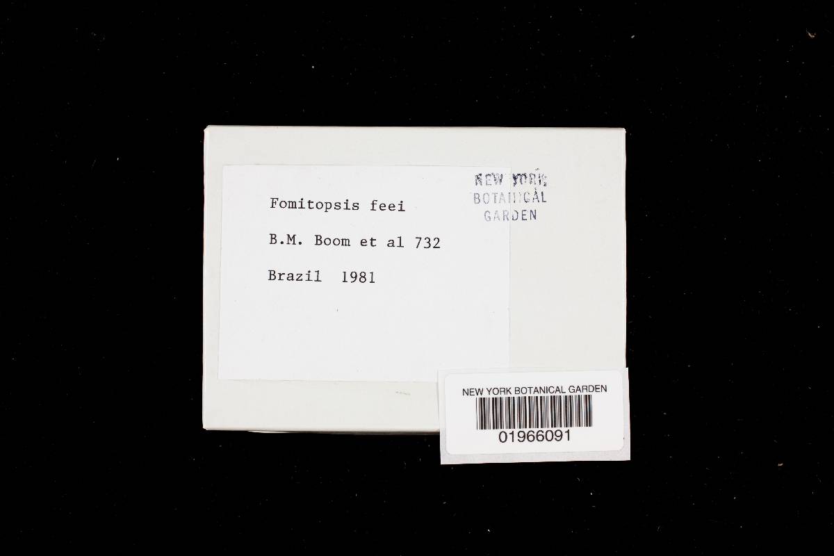 Fomitopsis feei image