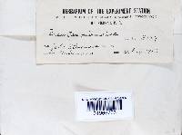 Fomitopsis meliae image