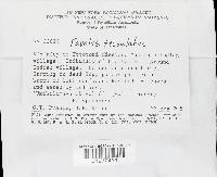Favolus tenuiculus image