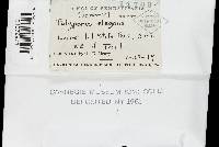 Polyporus varius image