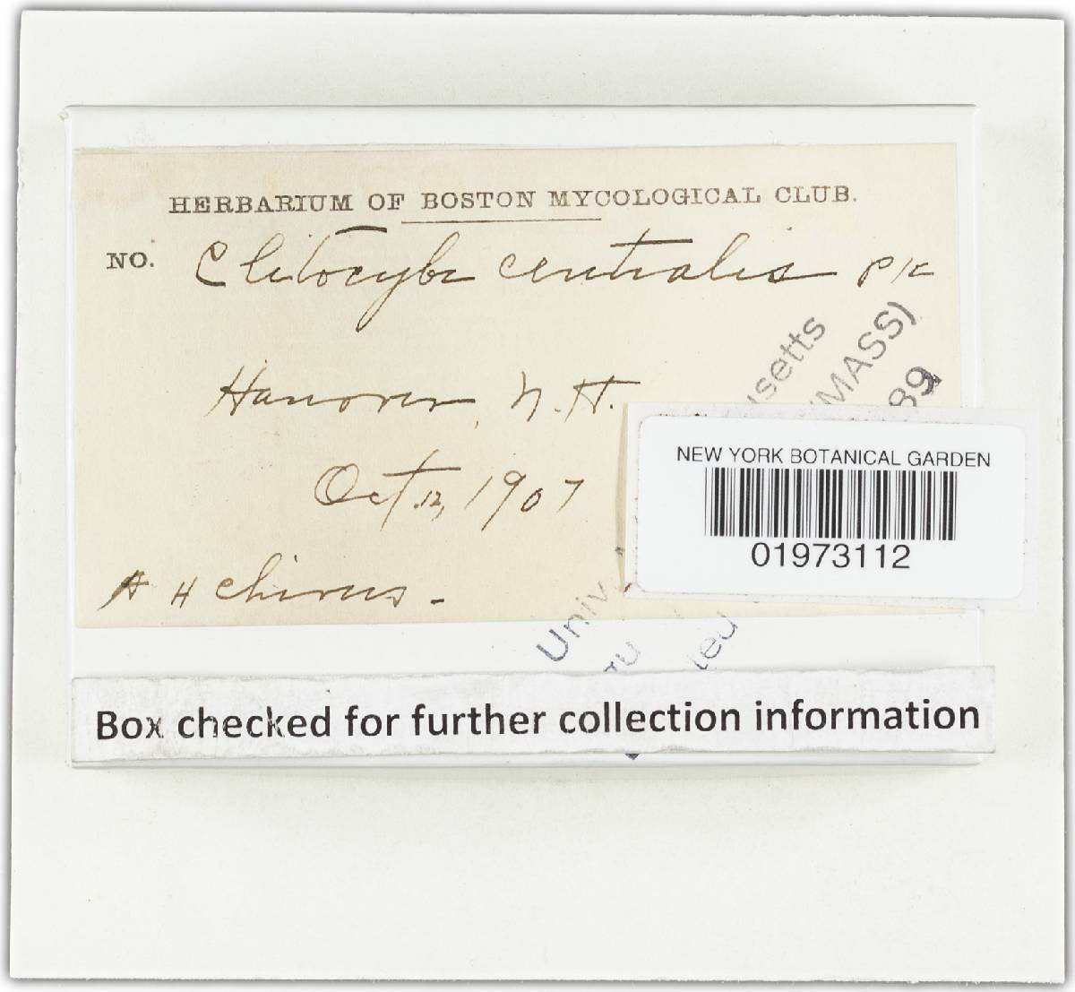 Clitocybe centralis image