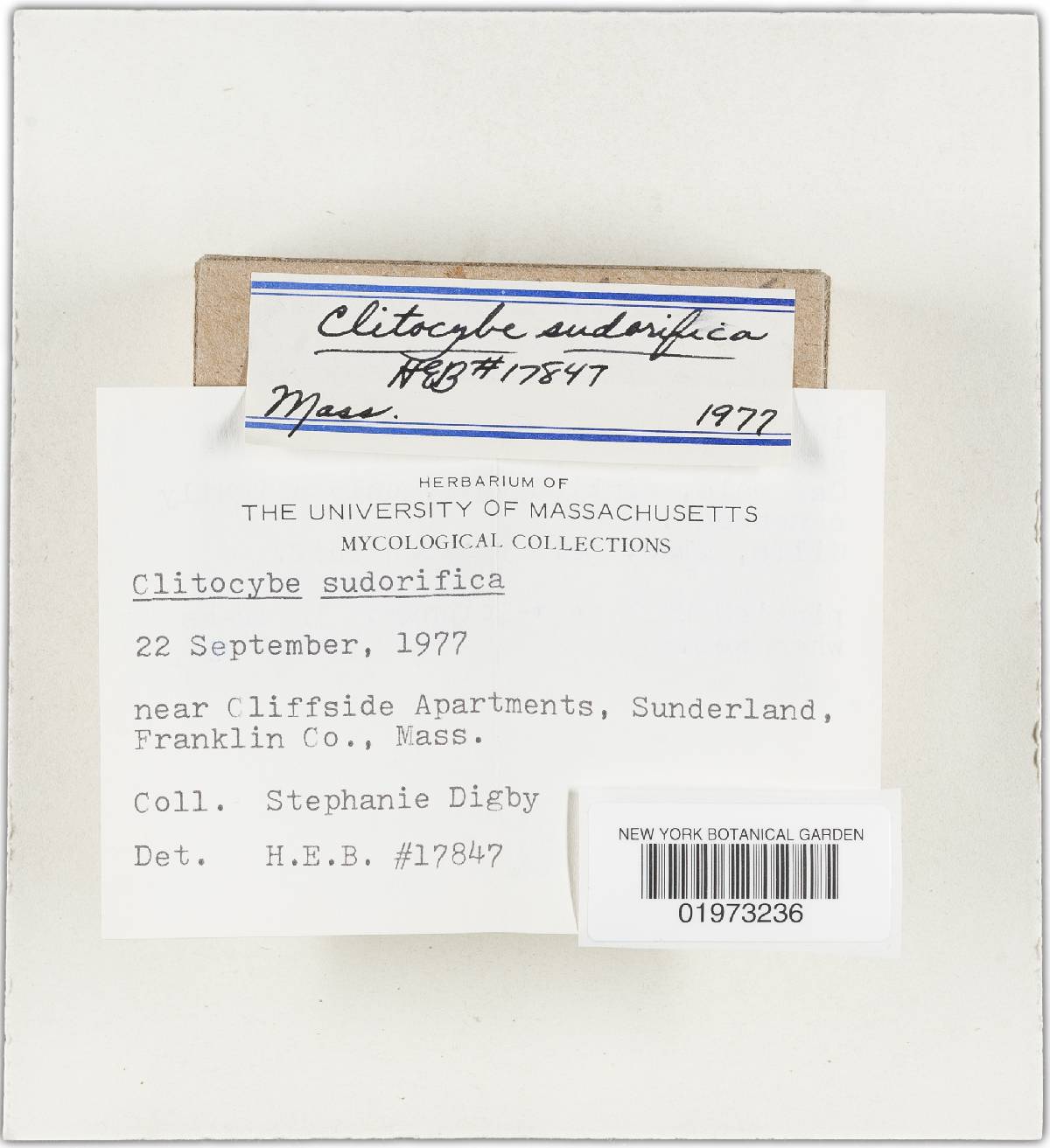 Clitocybe dealbata subsp. sudorifica image