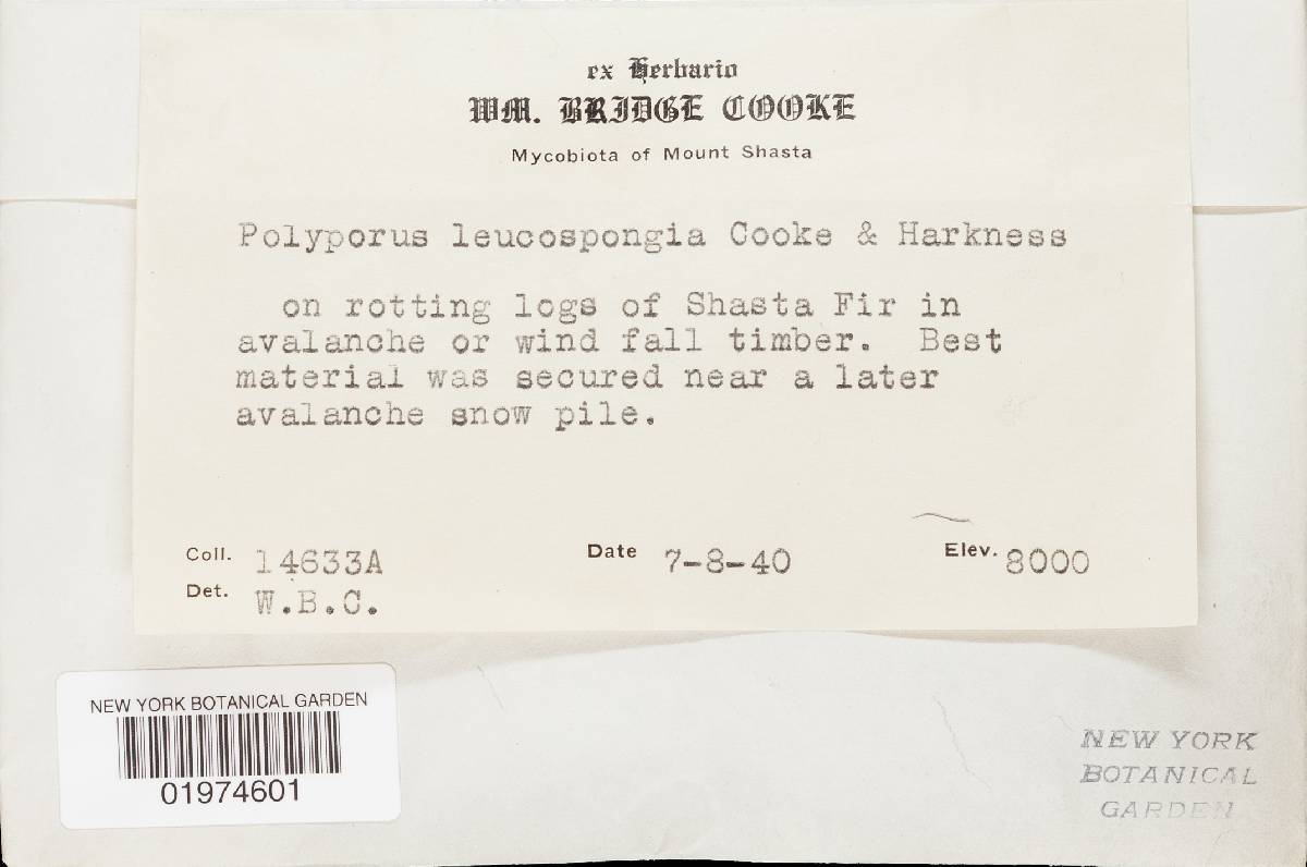 Oligoporus leucospongia image