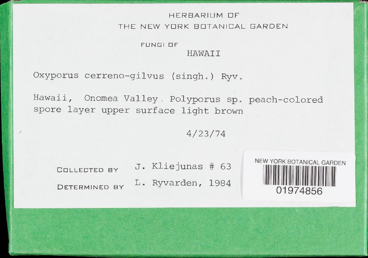 Oxyporus cervinogilvus image