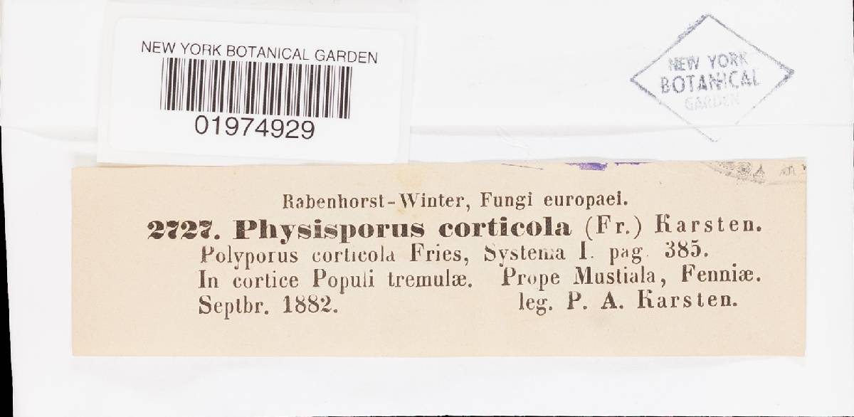 Oxyporus corticola image