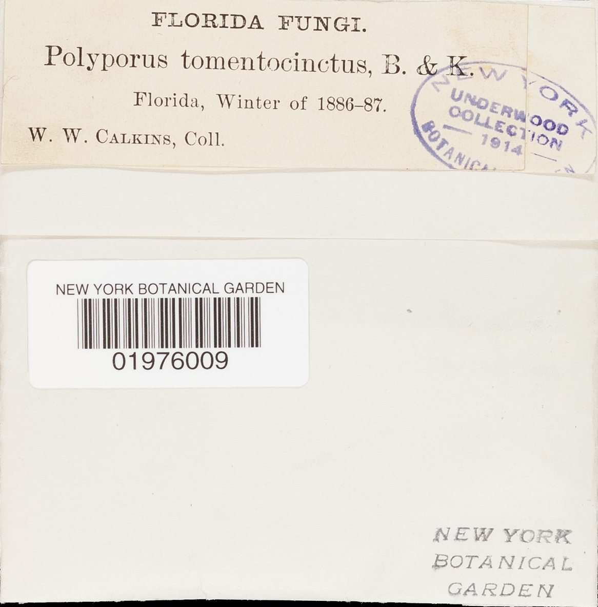 Perenniporia tenuis image