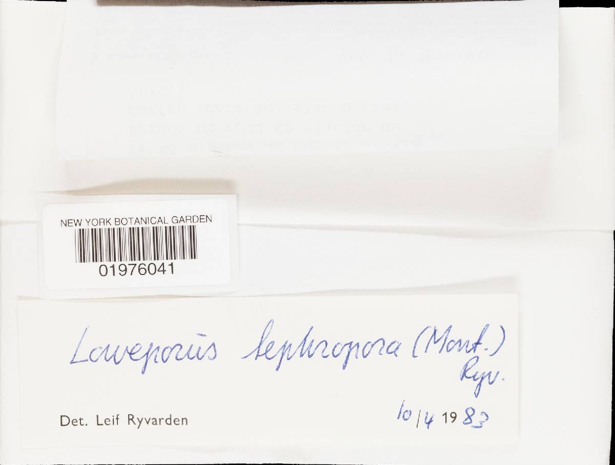Loweporus tephroporus image