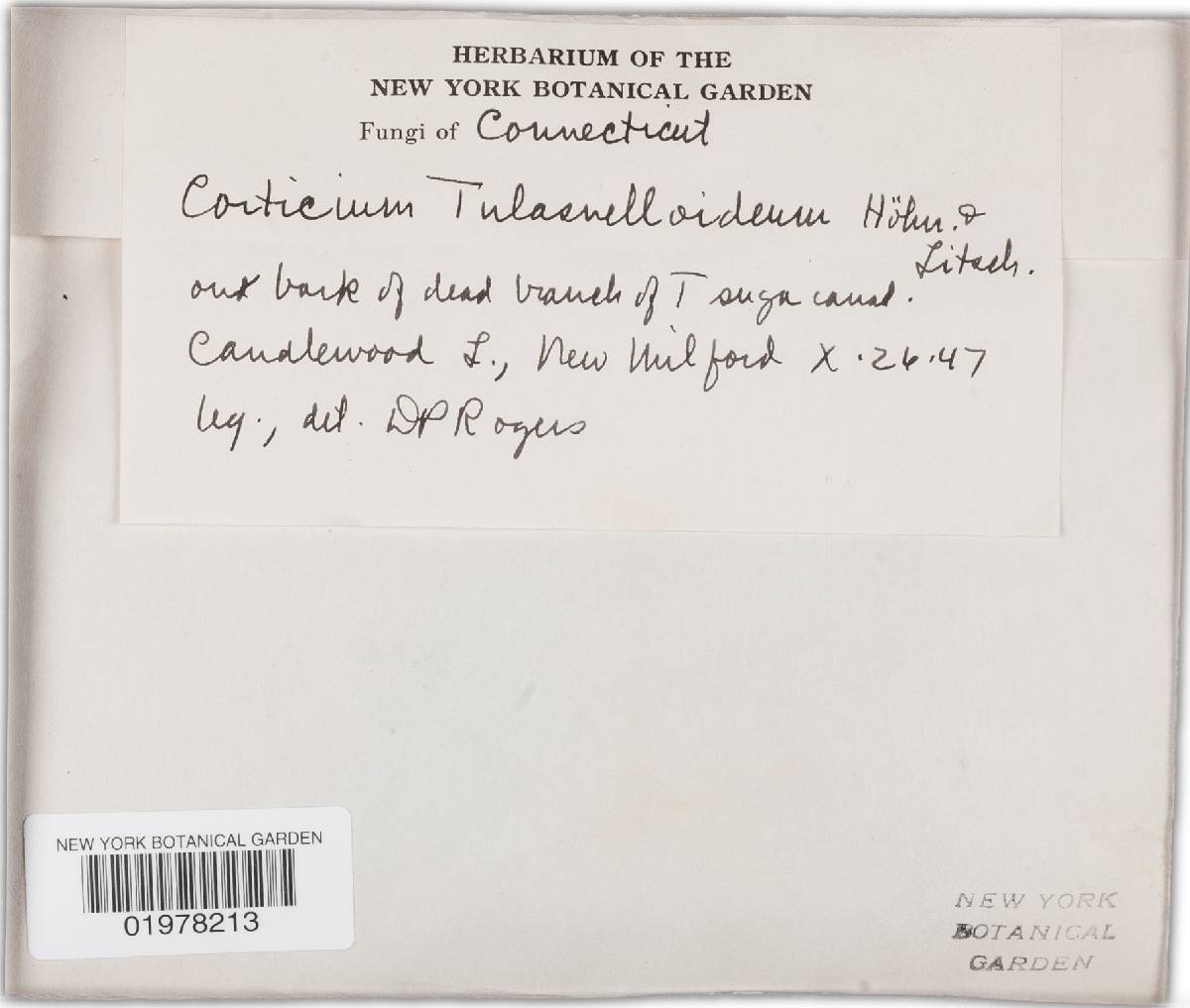Phlebiella tulasnelloidea image