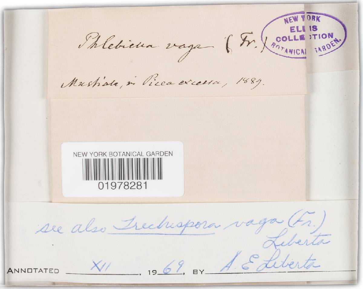 Xenasmatella vaga image