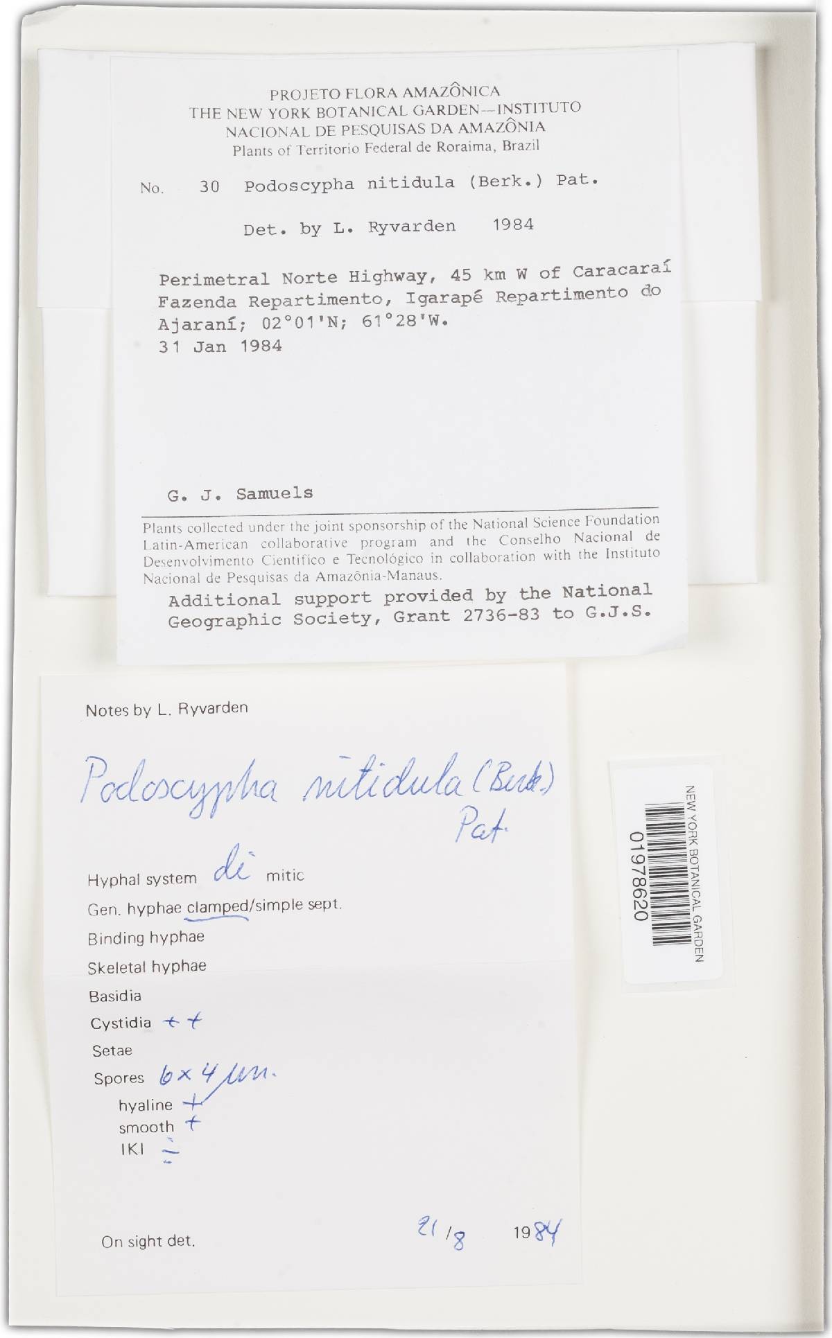 Podoscypha nitidula image