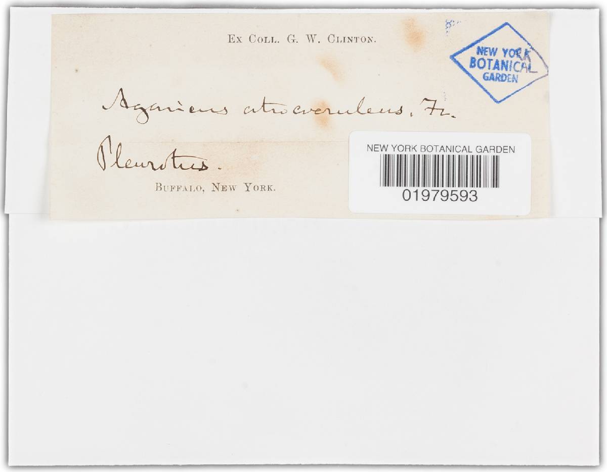 Hohenbuehelia nothofaginea image