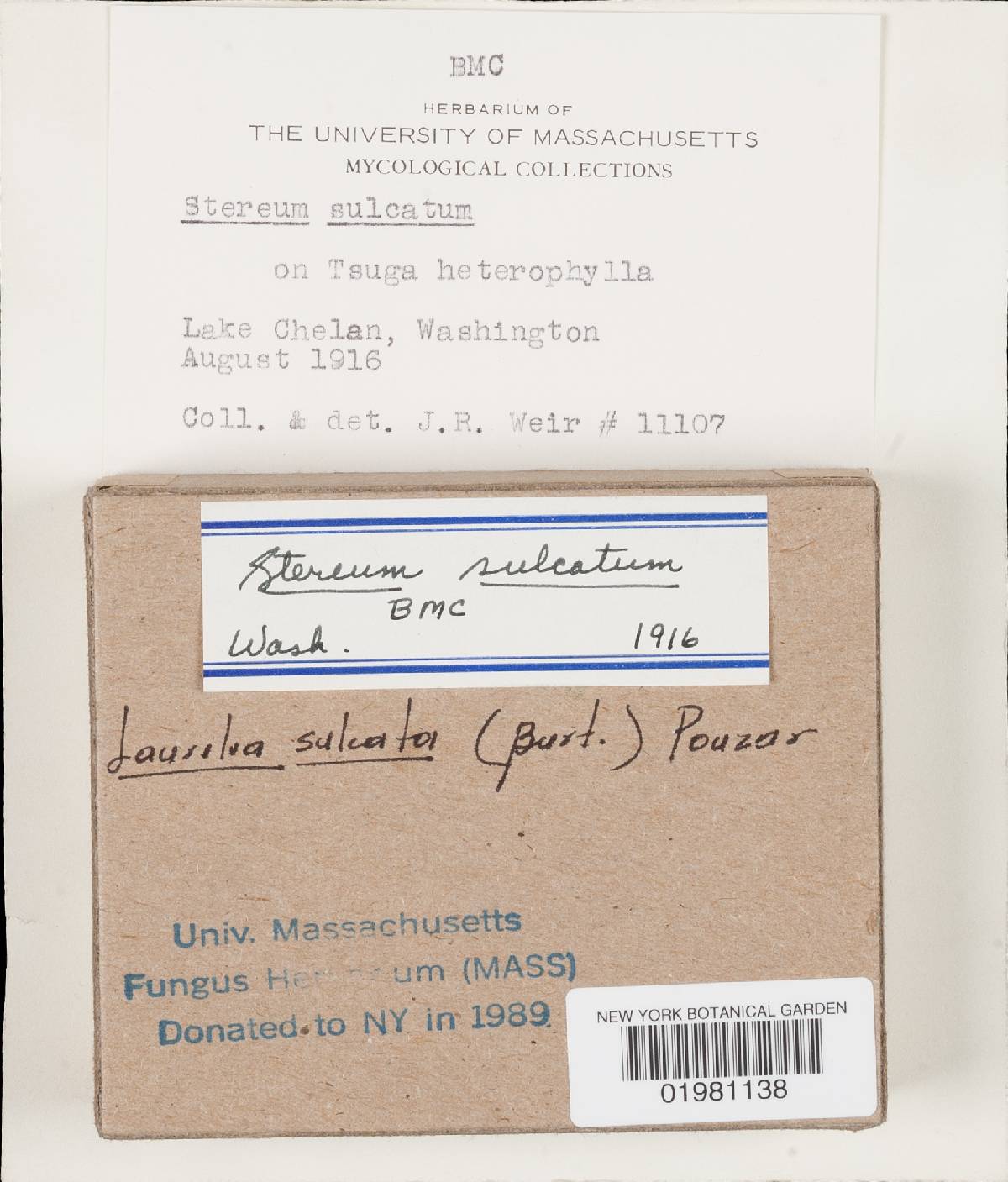 Laurilia sulcata image