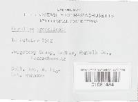 Merulius tremellosus image