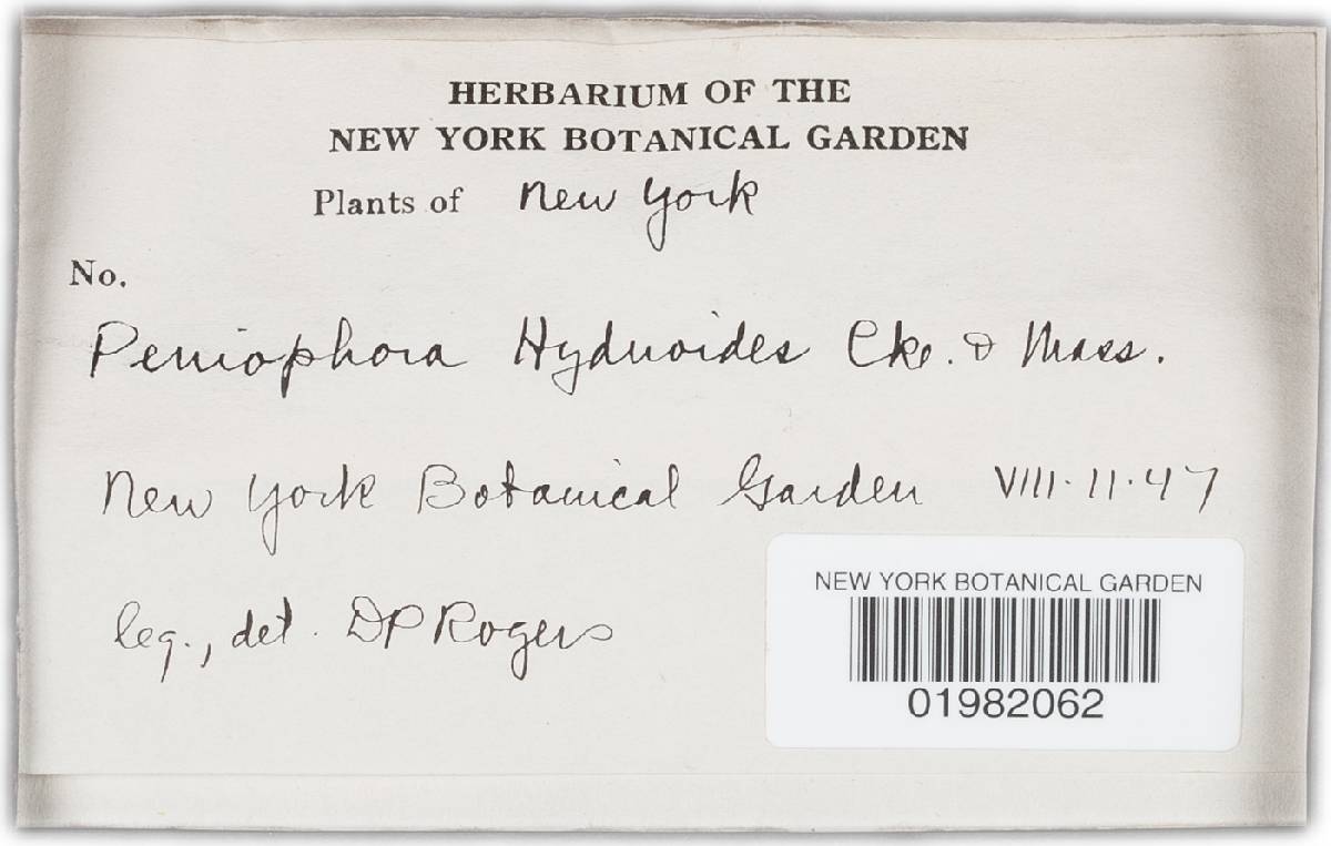 Scopuloides hydnoides image
