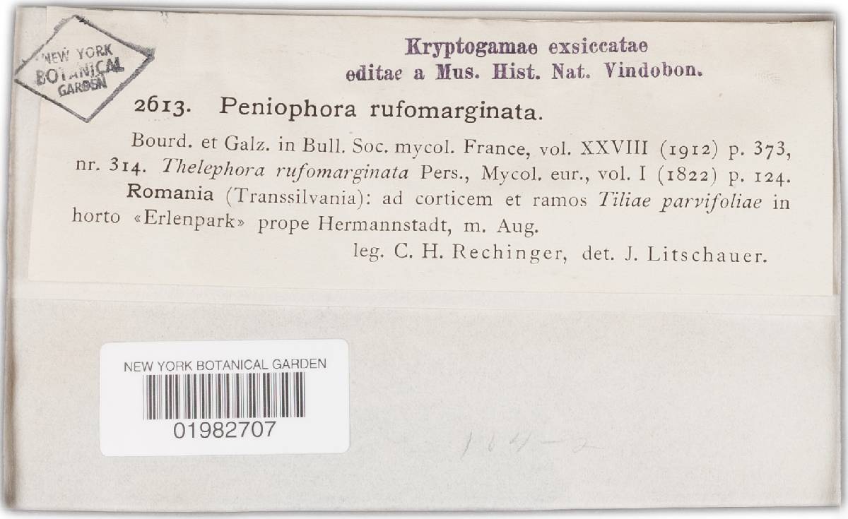 Peniophora rufomarginata image